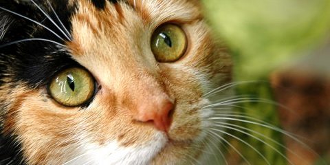 comment soulager l'arthrose du chat