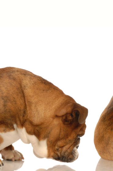 Les pets de mon bouledogue sentent mauvais