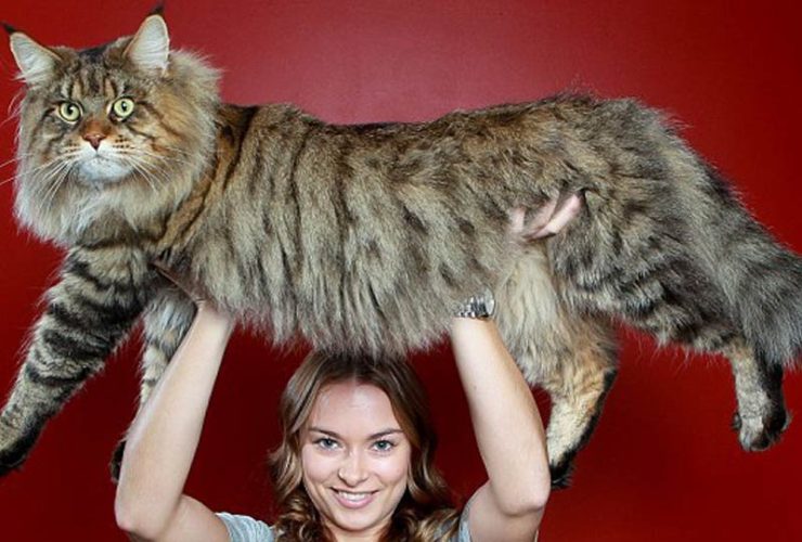 Le Record Du Plus Grand Chat Du Monde Rupert Le Main Coon