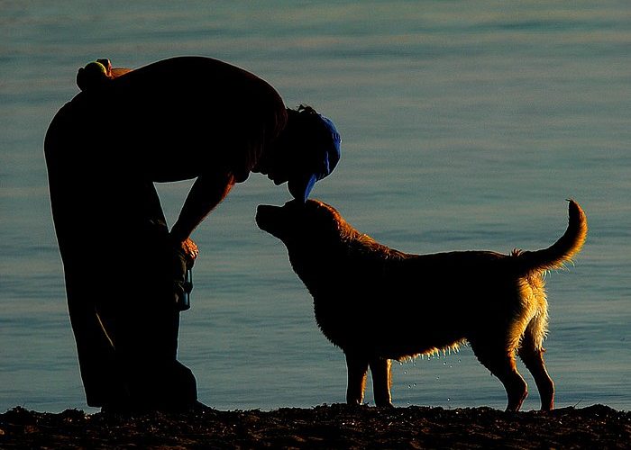 Cellules souches : quand et comment les utiliser pour traiter l'arthrose du  chien