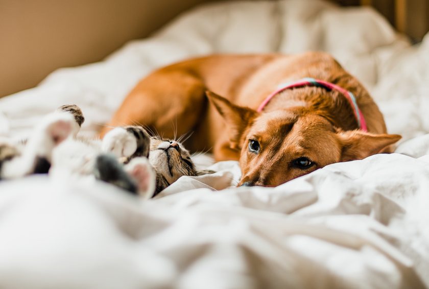 Maladies du foie chez le chien et le chat gestion de la fonction hépatique