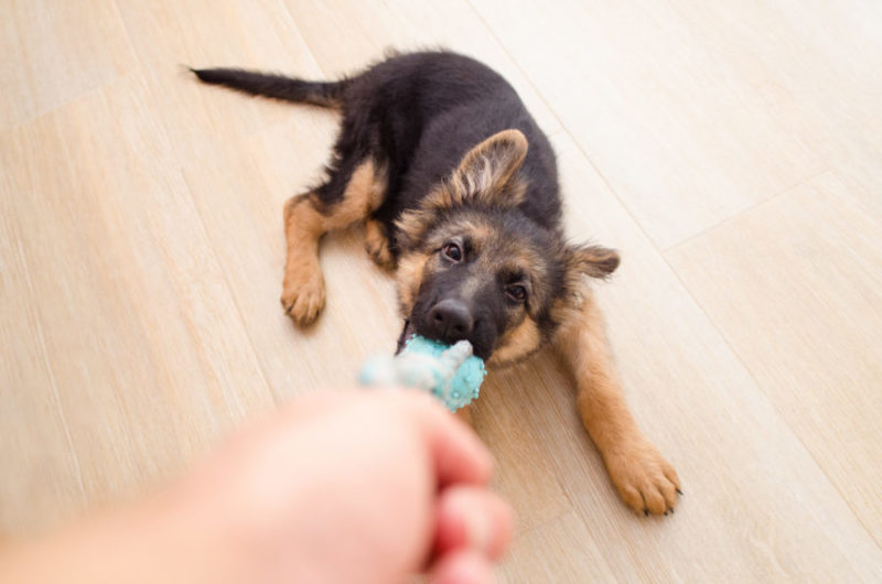 Préserver le cerveau du chiot