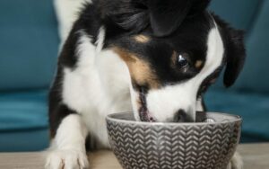 Traiter naturellement les allergies du chien et du chat - Arcanatura