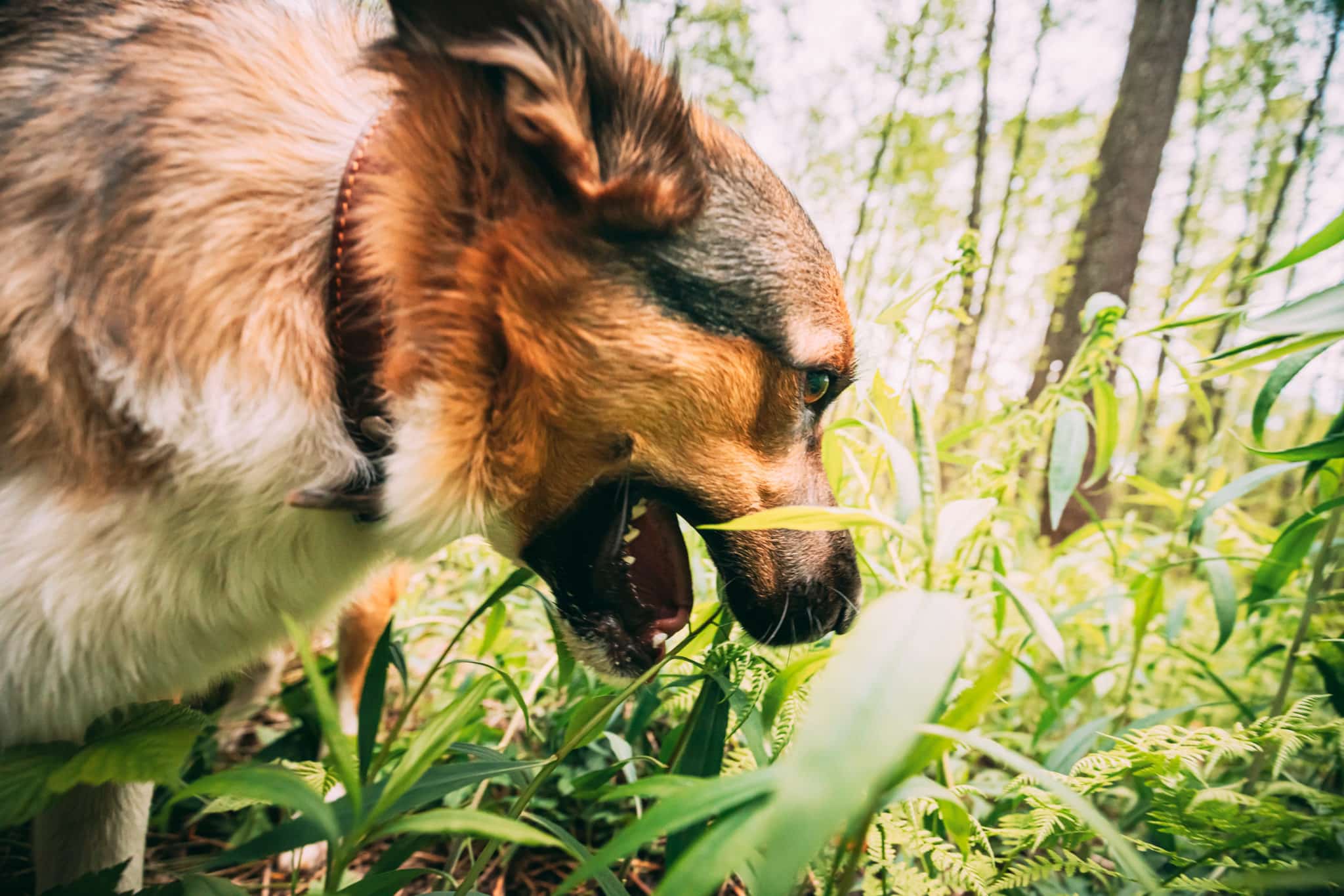 Remède Naturel pour le Pancréas chez le Chien et Chat