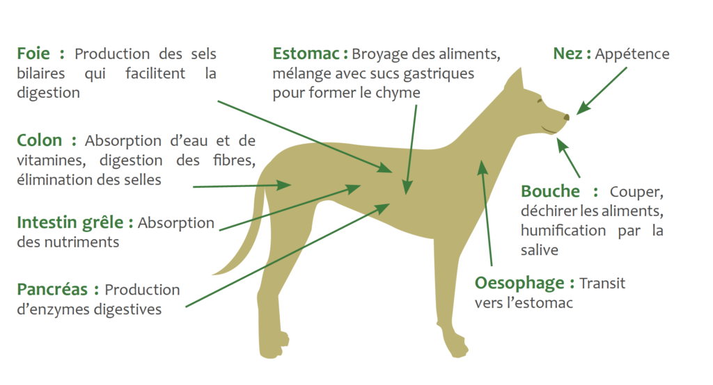 L'origine de l' arthrose du chien - Arcanatura