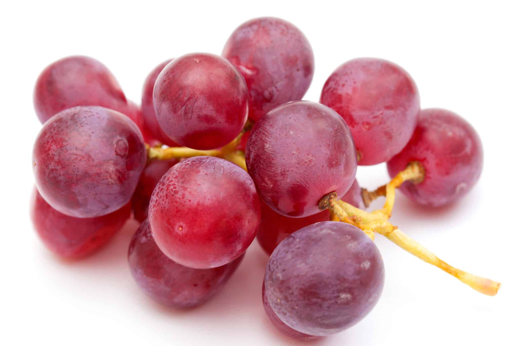 Les Polyphenols Du Raisin Pdf | Les 5 principaux bienfaits du raisin ...