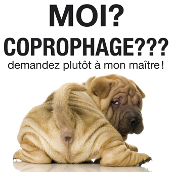 Chien mange crottes 