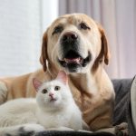 Adorable dog and cat together on sofa indoors. Friends forever Adorable dog and cat together on sofa indoors. Friends forever